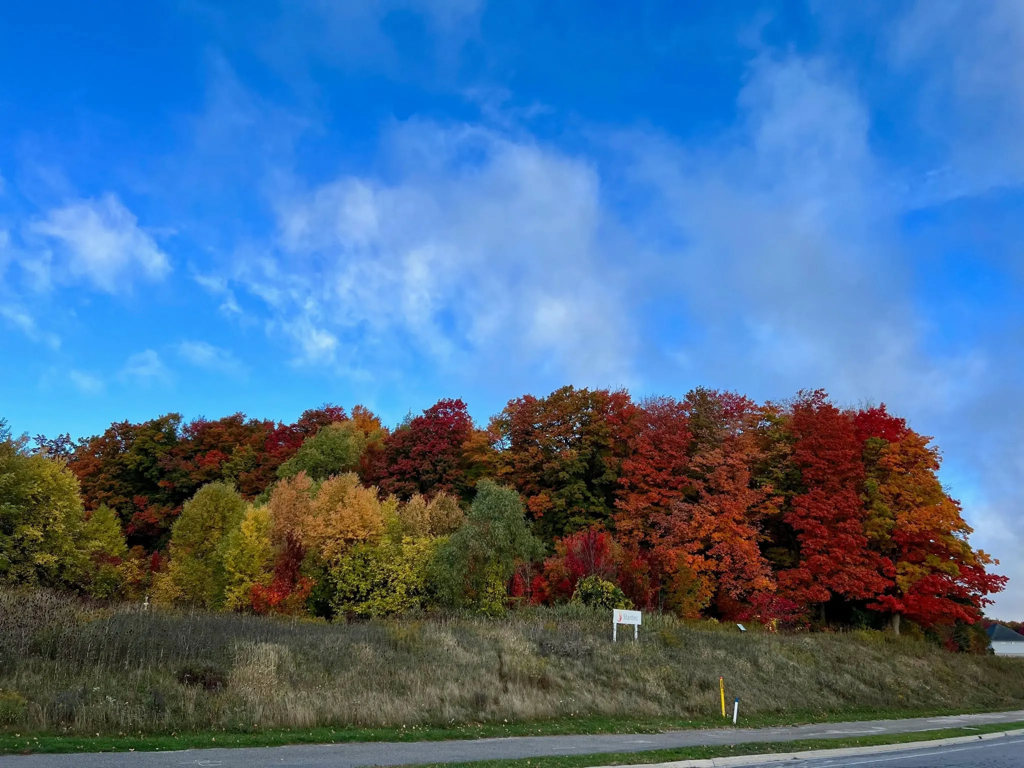The Columbia Forest in autumn. Maples and sumac in red and gold