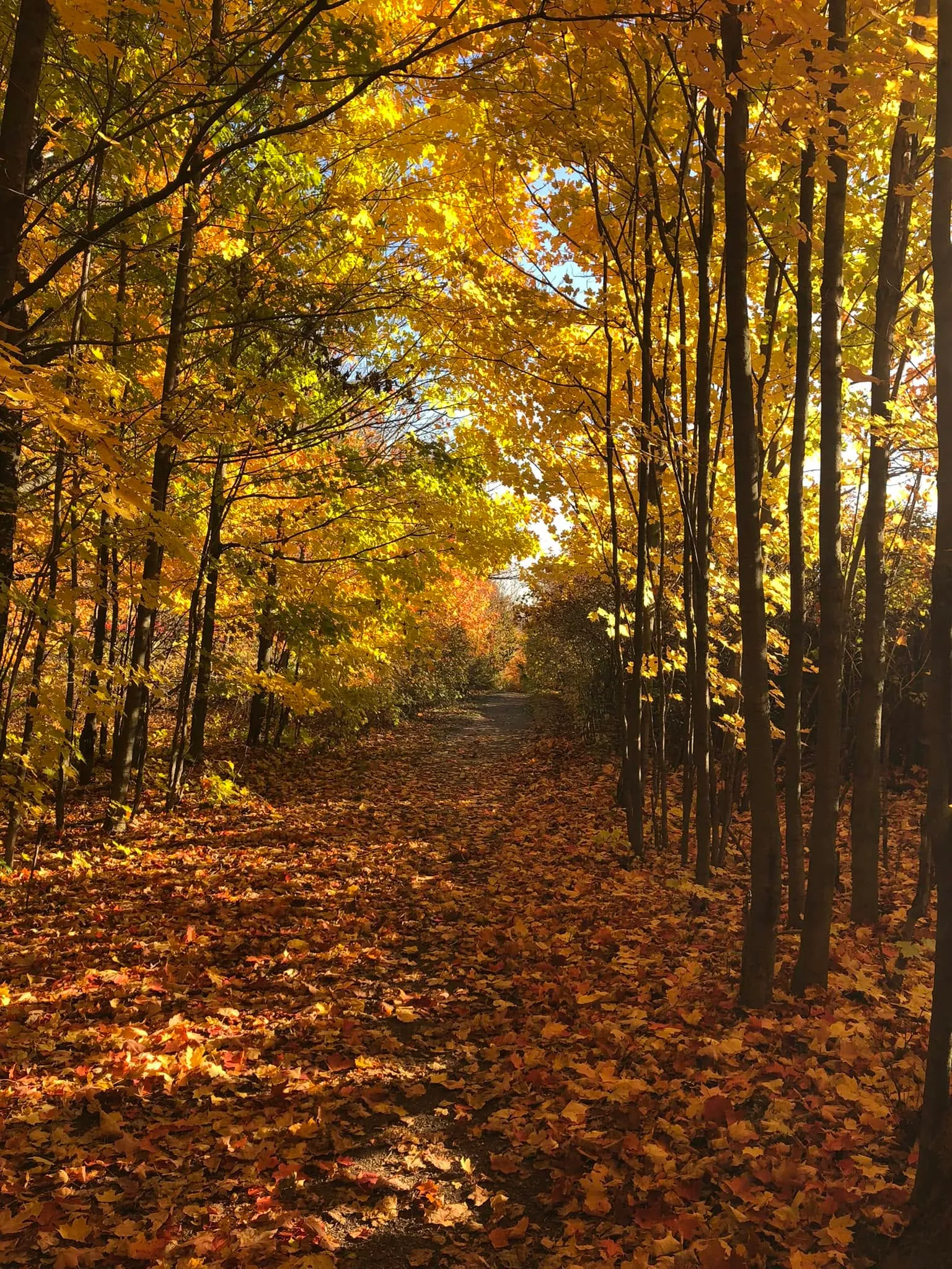 A sunlit trail winding through the golden autumn canopy of the Columbia Forest.