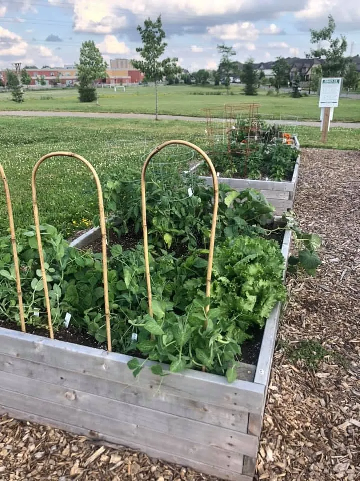 Raised beds of peas and lettuce with tomatoes climbing bamboo supports on a summer afternoon.