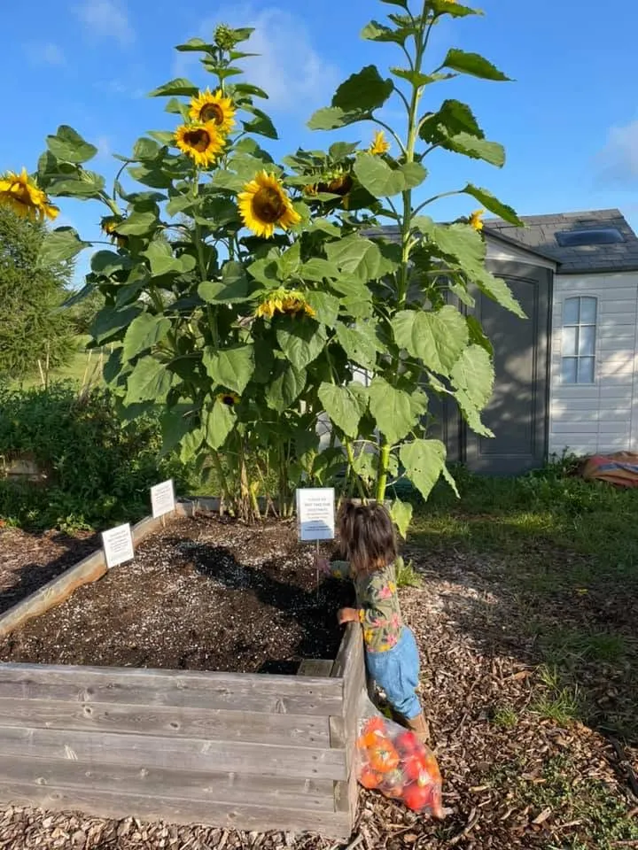 A child reaching into a raised bed beneath towering sunflowers, a bag of ripe tomatoes resting on the edge.