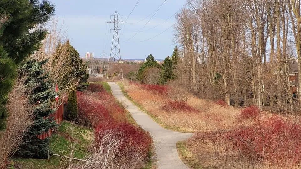 A wide trail through Clair Hills in early spring, red dogwood on either side and the Waterloo skyline beyond.