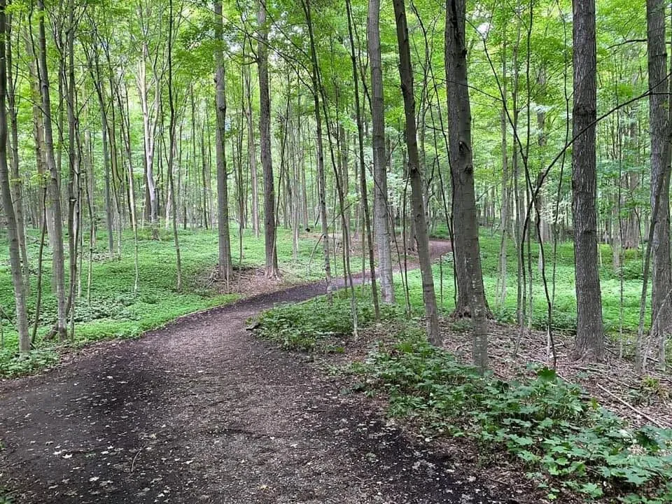 The Columbia Forest in summer. The forest canopy in full green