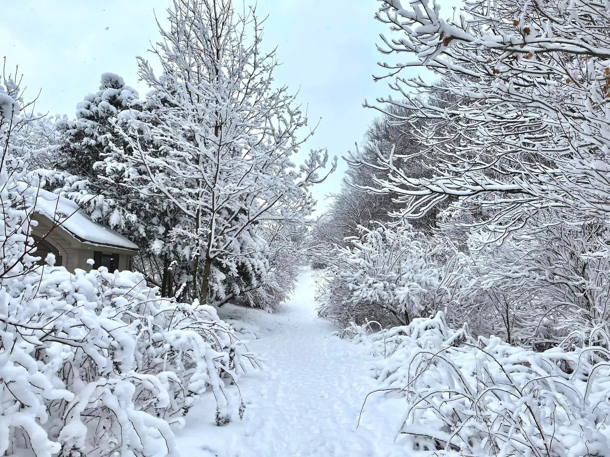 The Columbia Forest in winter. Fresh snow settles after a storm