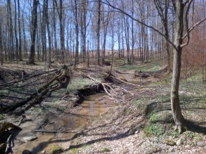 Please stay on the official trails that were designed for the area and do not create additional trails from your rear yard or to other locations within the natural area.